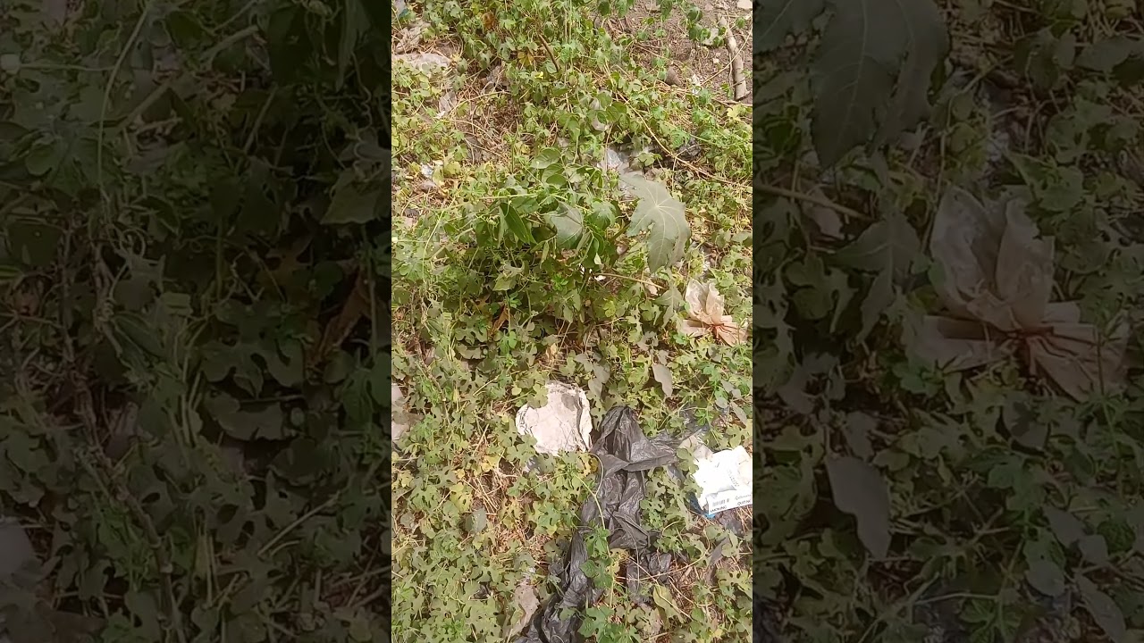 Полезные свойства алоэ вера