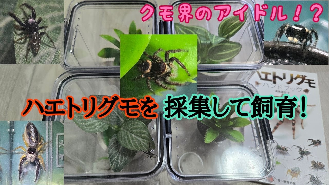 可愛すぎるハエトリグモの採集と飼育。