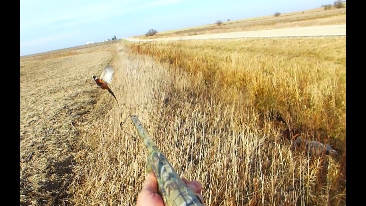 Wild Pheasant via Panasonic DMC-ZS15