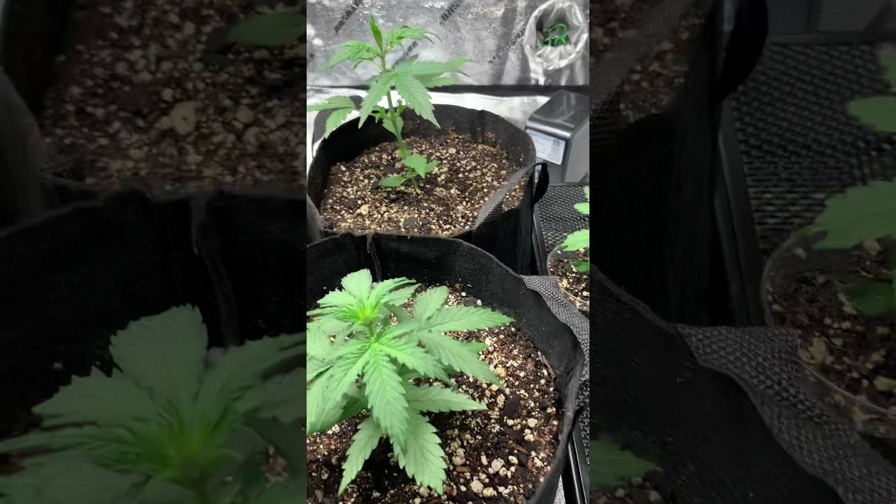 First Cannabis Grow: Week 4 , Pre Flower,  Transplant Update