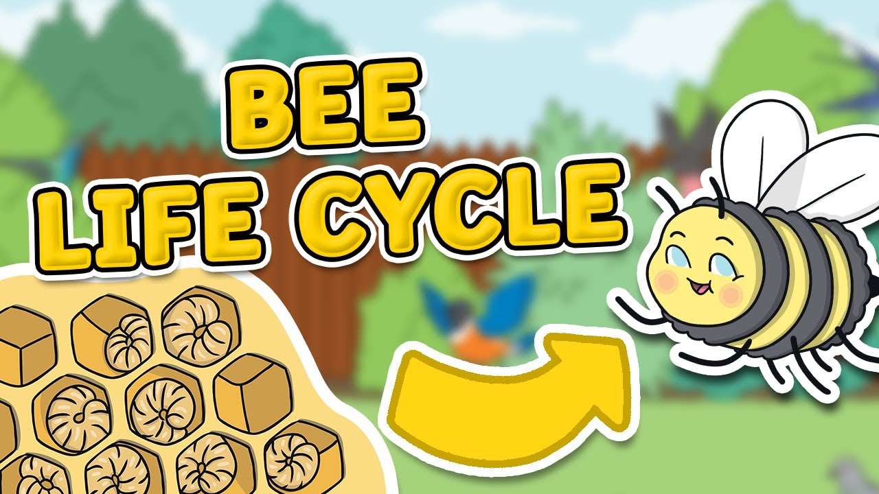 The Life Cycle of a Bee | Bee Life Cycle | Science for Kids!