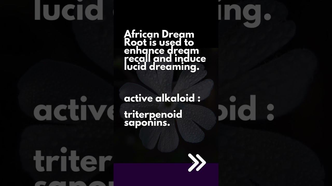 African Dream Root  / Silene capensis