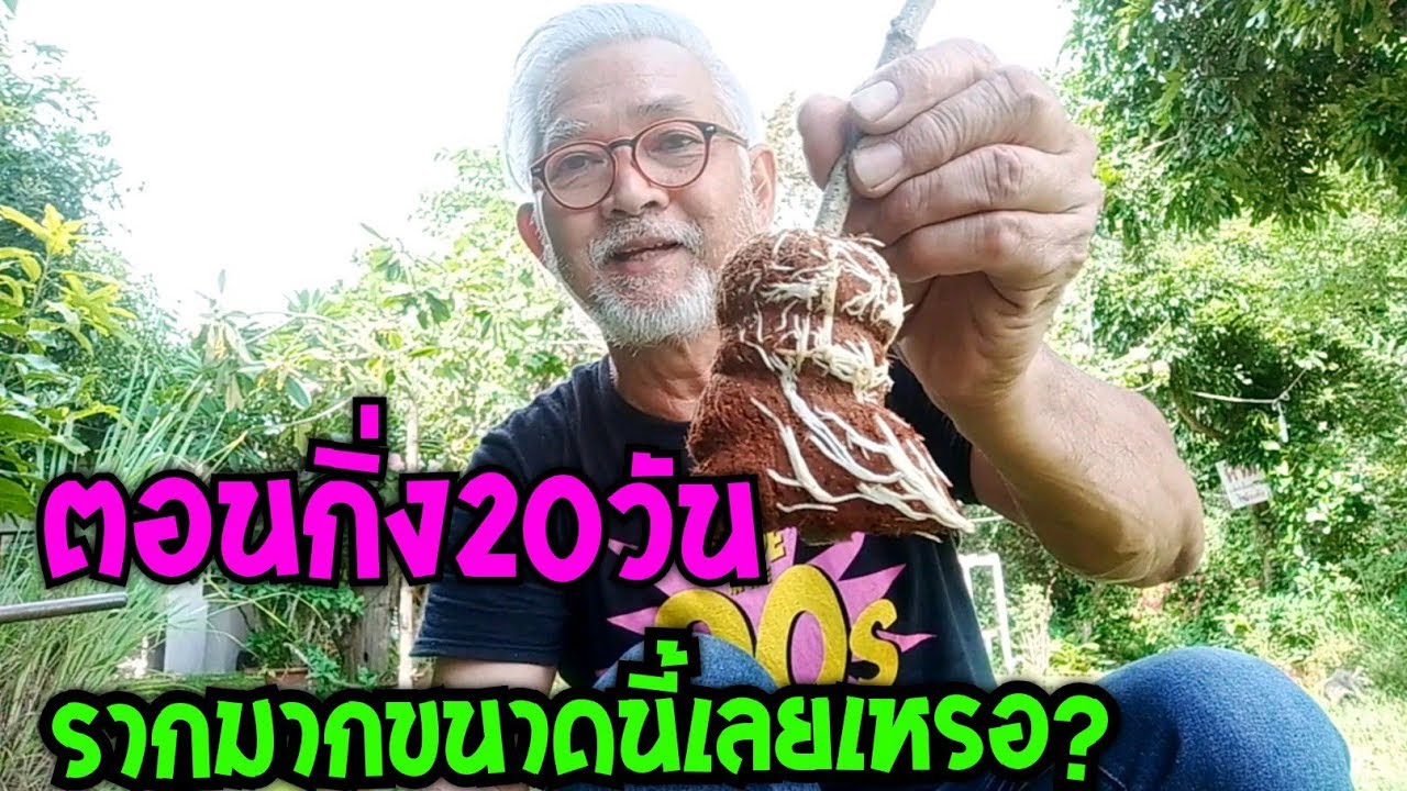 ตอนกิ่ง20วัน รากออกมากขนาดนี้เลยเหรอ สอนวิธีการตอนและวิธีปลูก l Pai91.5