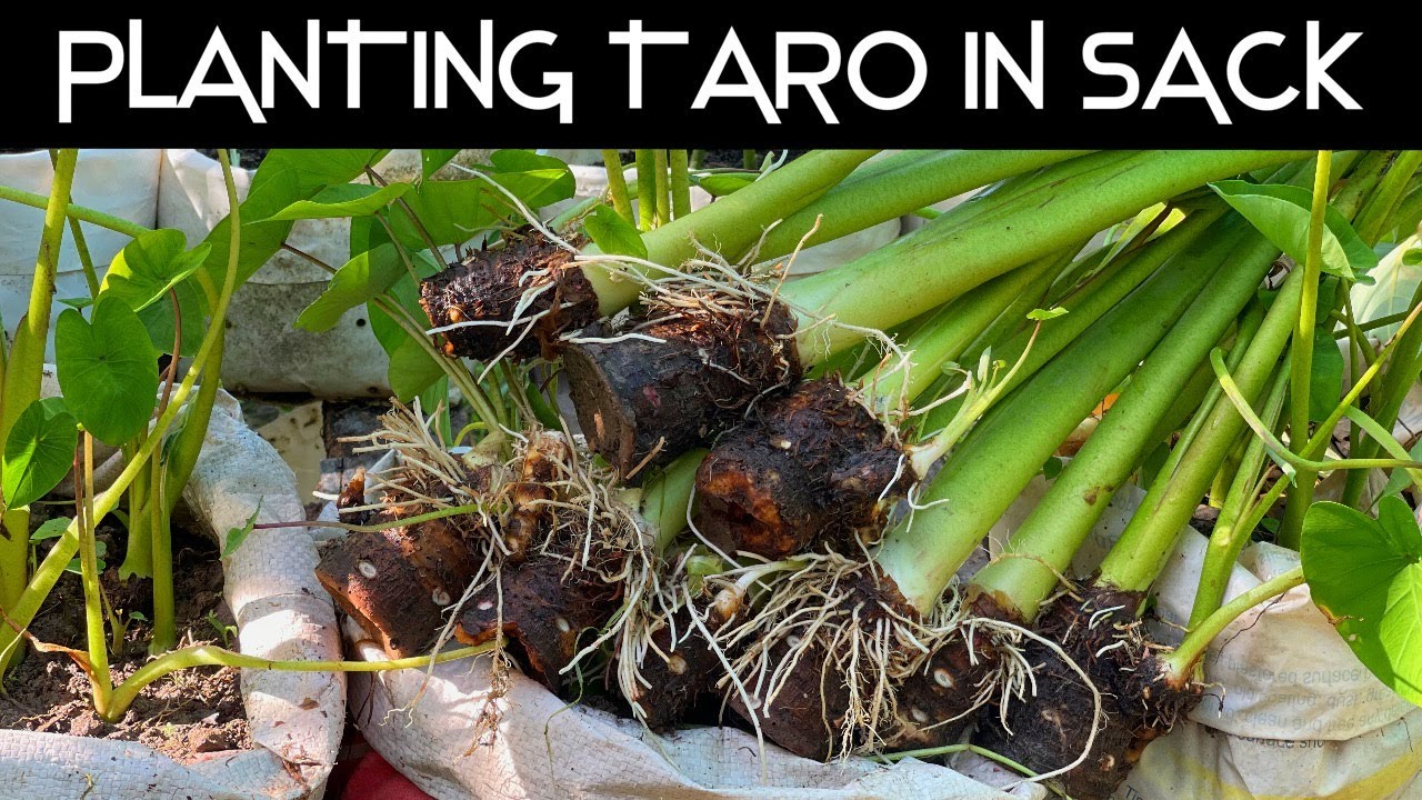 Planting taro in sack -  How to grow taro for beginner