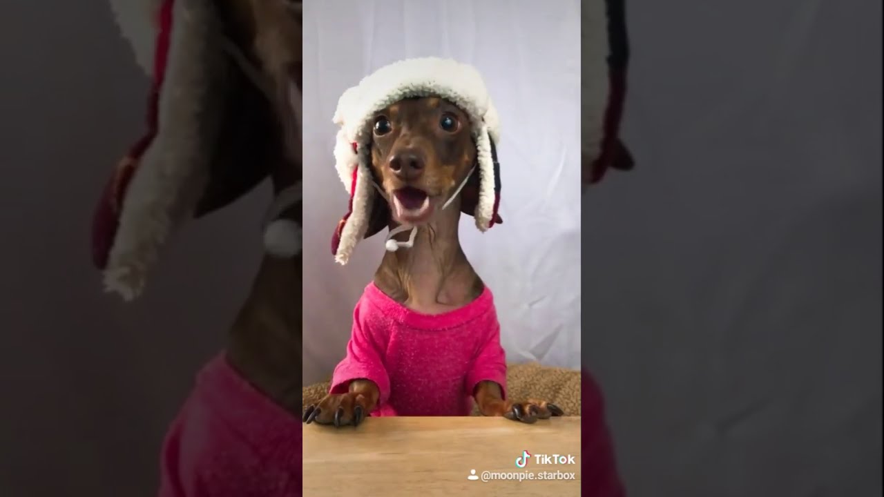 Talking dachshunds- not my video but oh so funny!