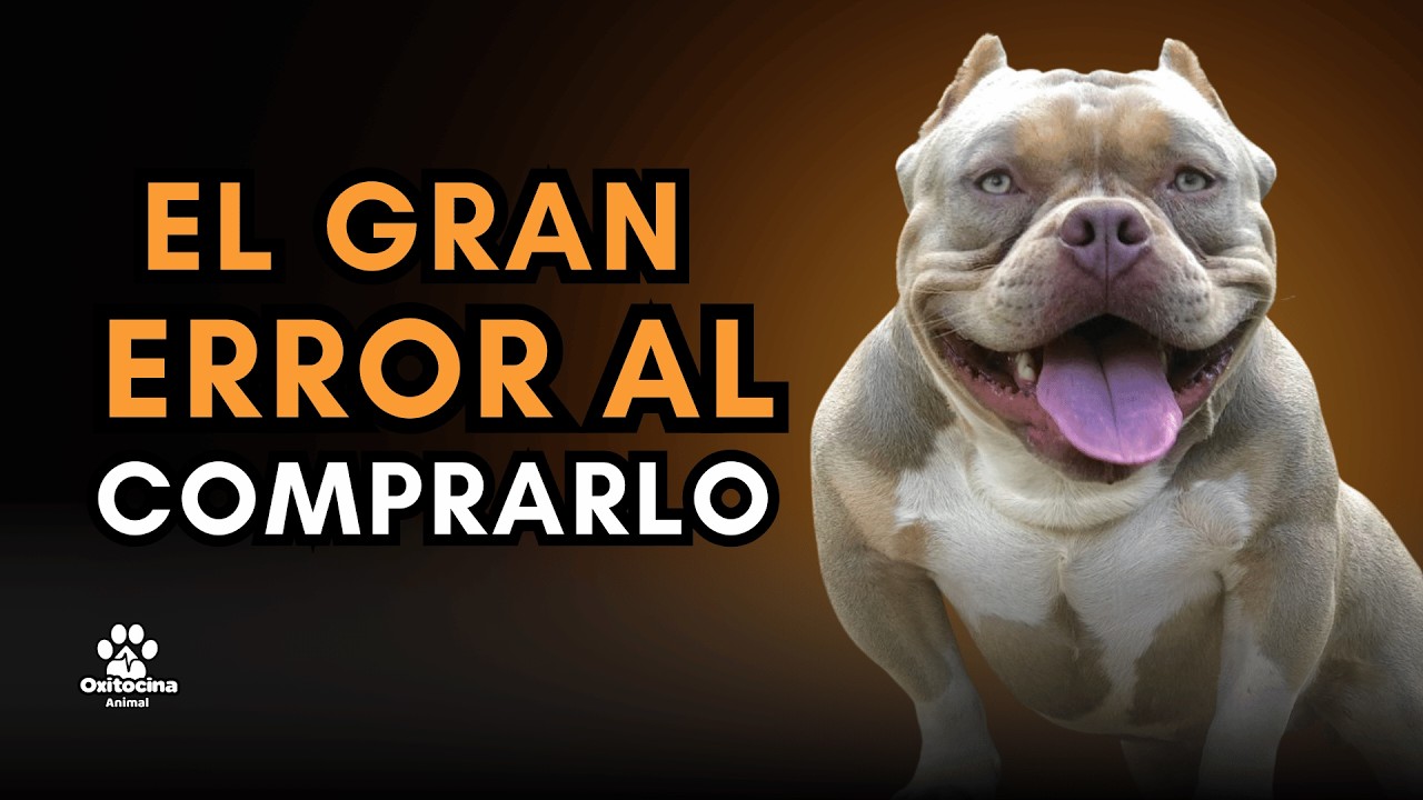 American Bully: 7 Secretos que los criadores NO te dicen