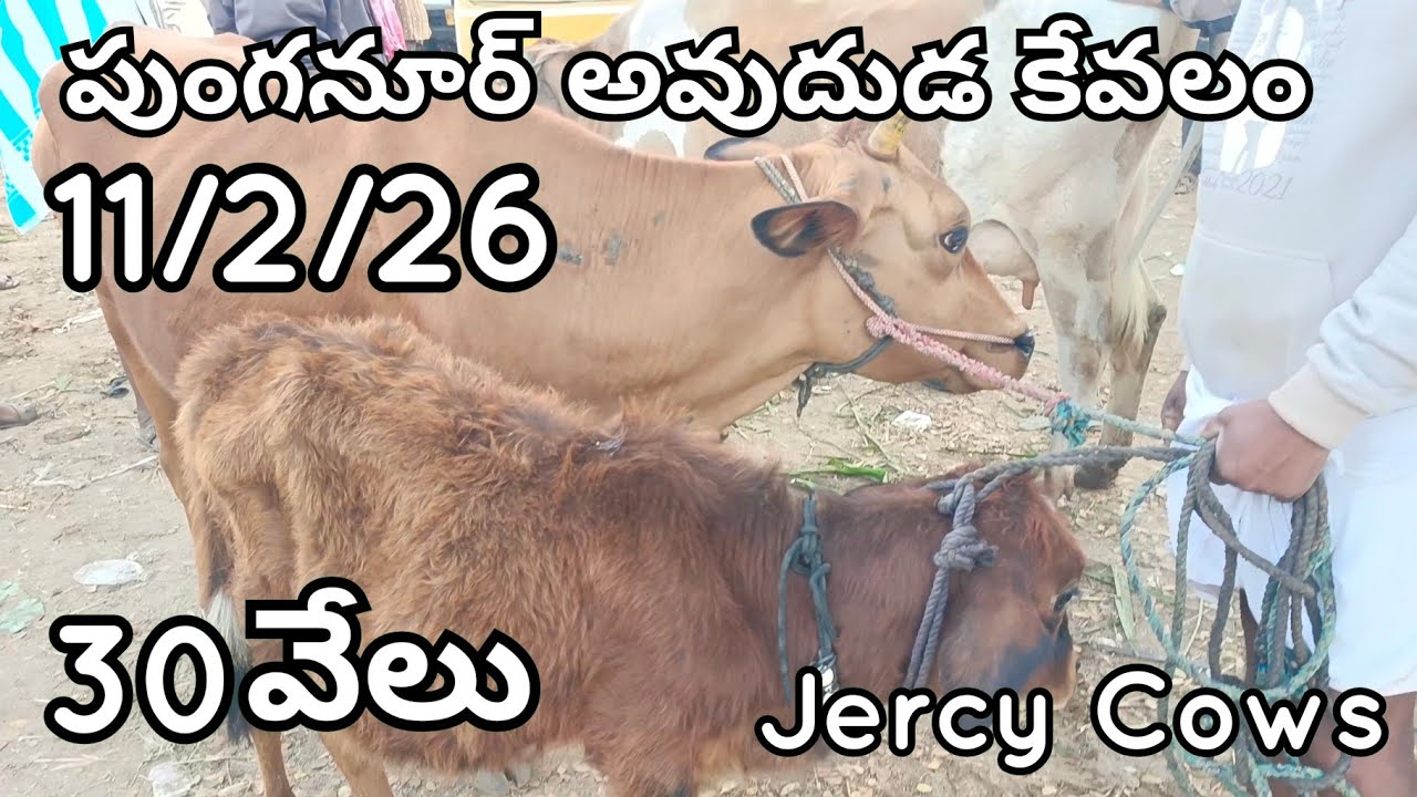 World cheapest Market Punganur 🐄