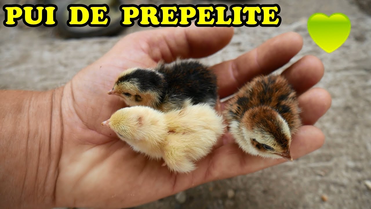 Cele mai adorabile pufoșenii ! PRIMII PUI DE PREPELIȚĂ