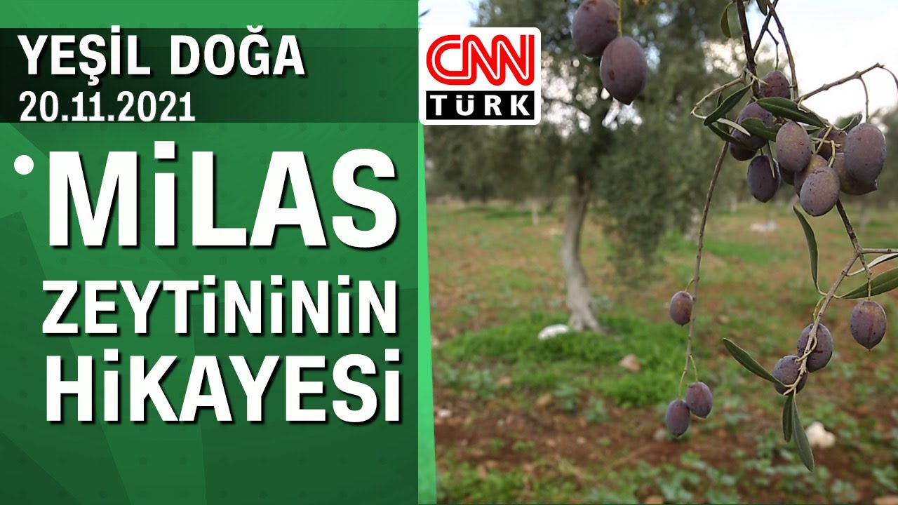 7. Milas Zeytin Hasat Şenliği - Yeşil Doğa 20.11.2021 Cumartesi