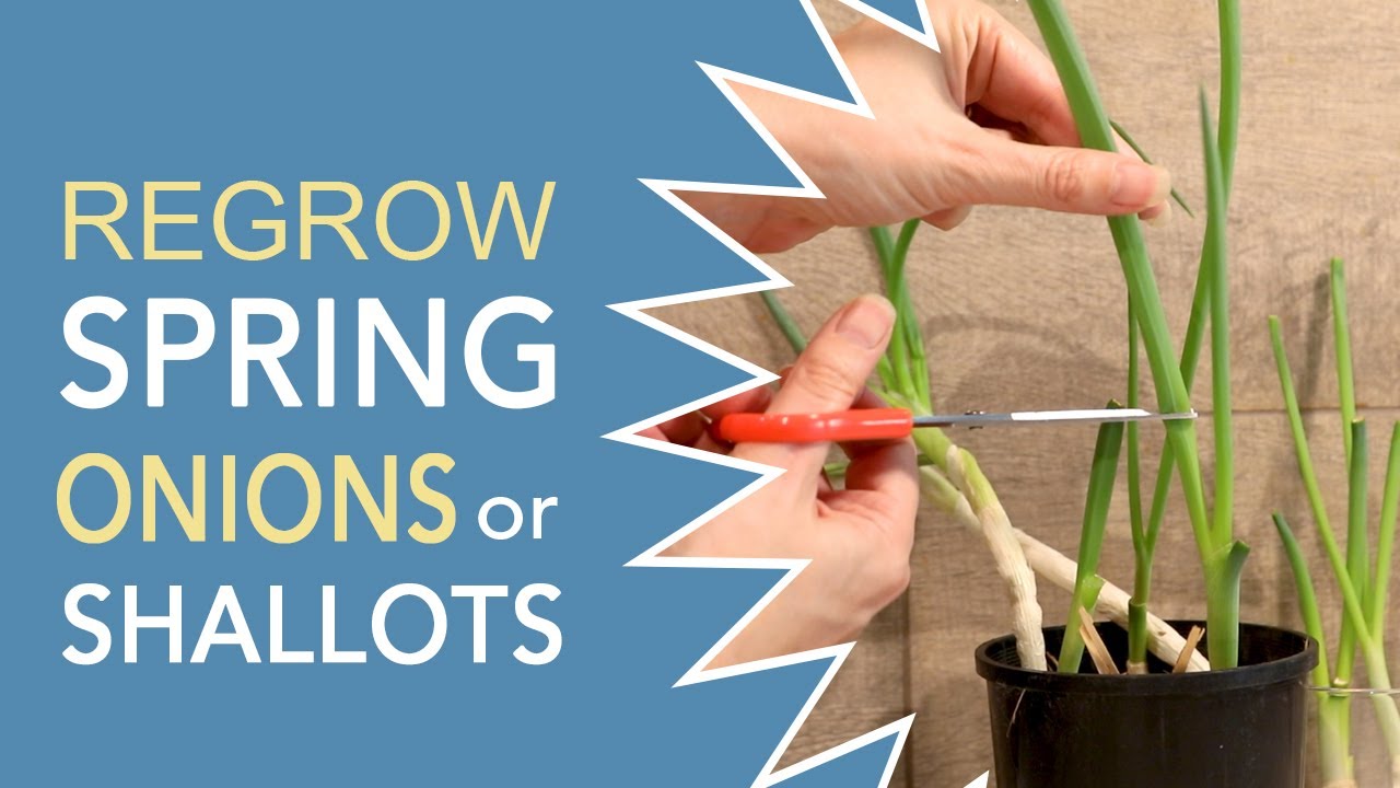 Regrow spring onions from home