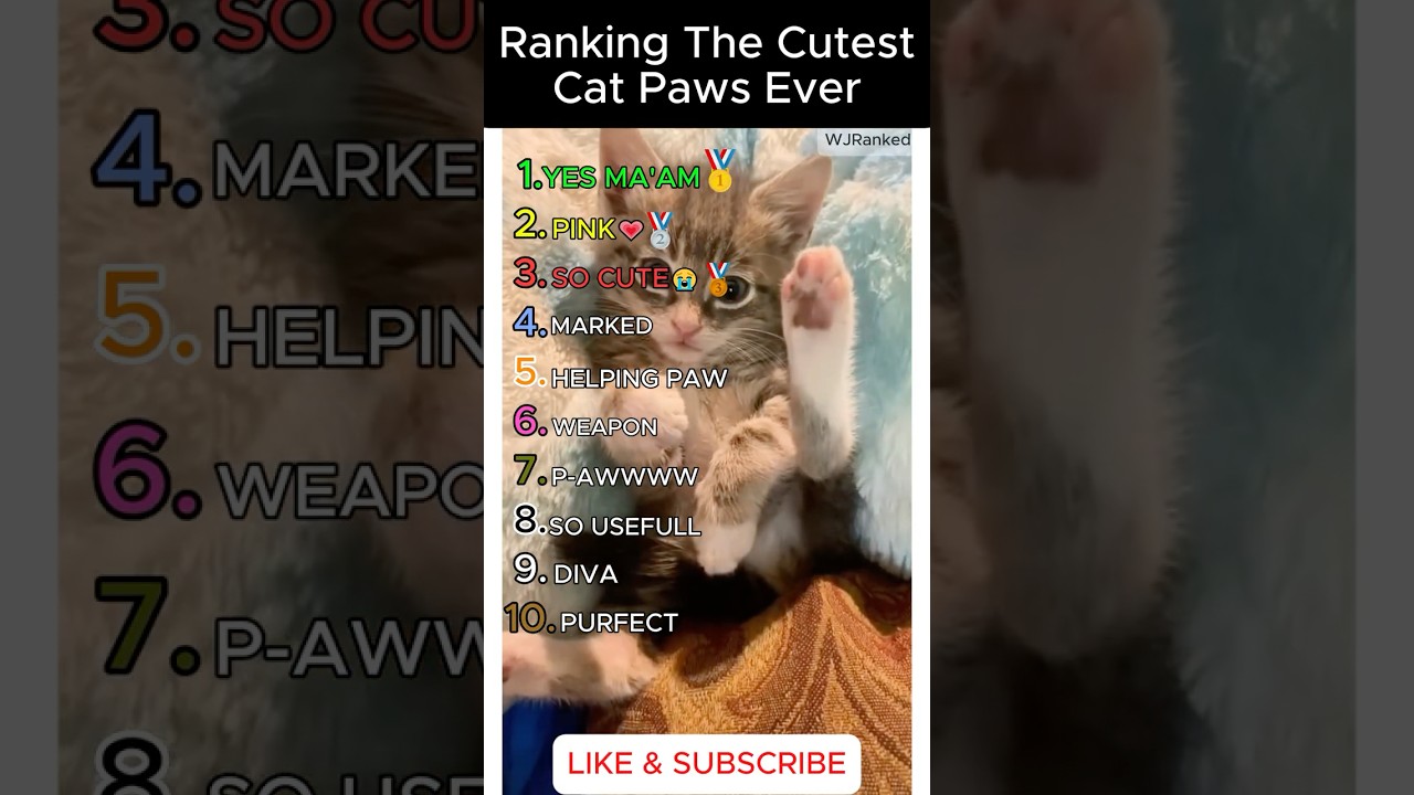 Ranking The Cutest Cat Paws Ever! 🥺🐾 