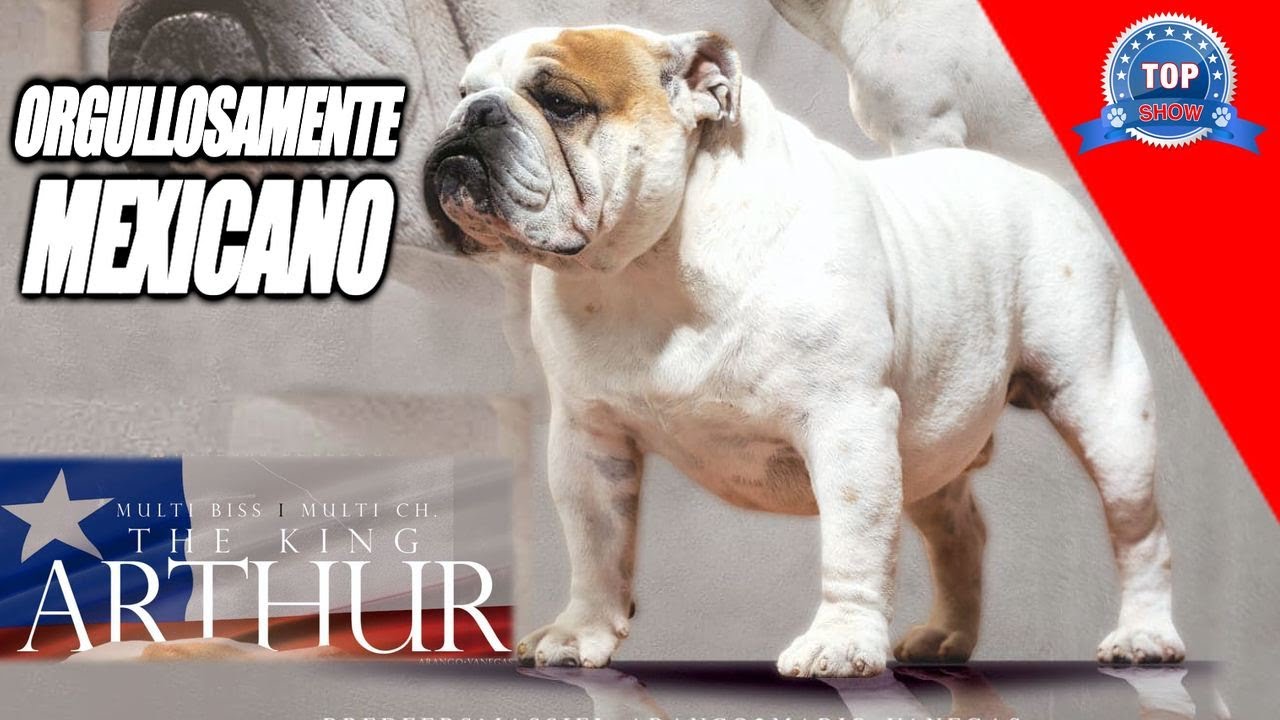 EL MEJOR BULLDOG INGLÉS ¨Ganador de la National¨