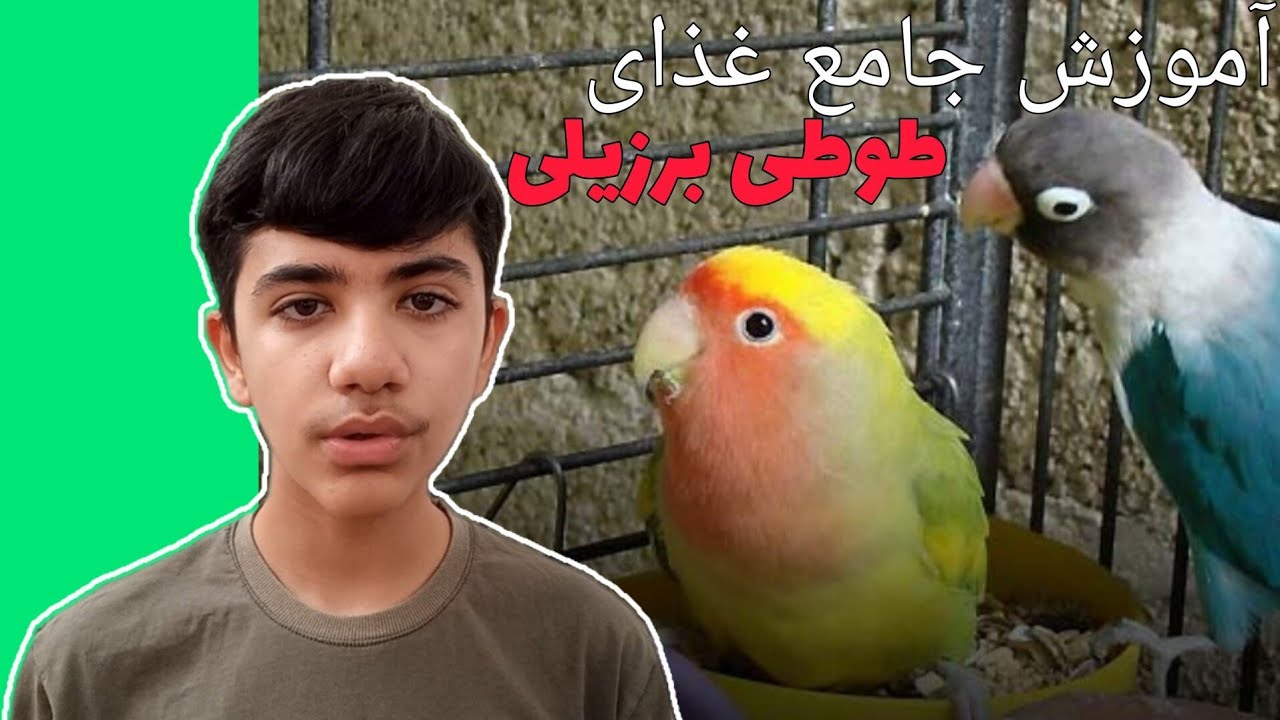 تغذیه طوطی برزیلی در دوره های جوجگی،جوجه داری و پرریزی✅️#طوطی_سانان