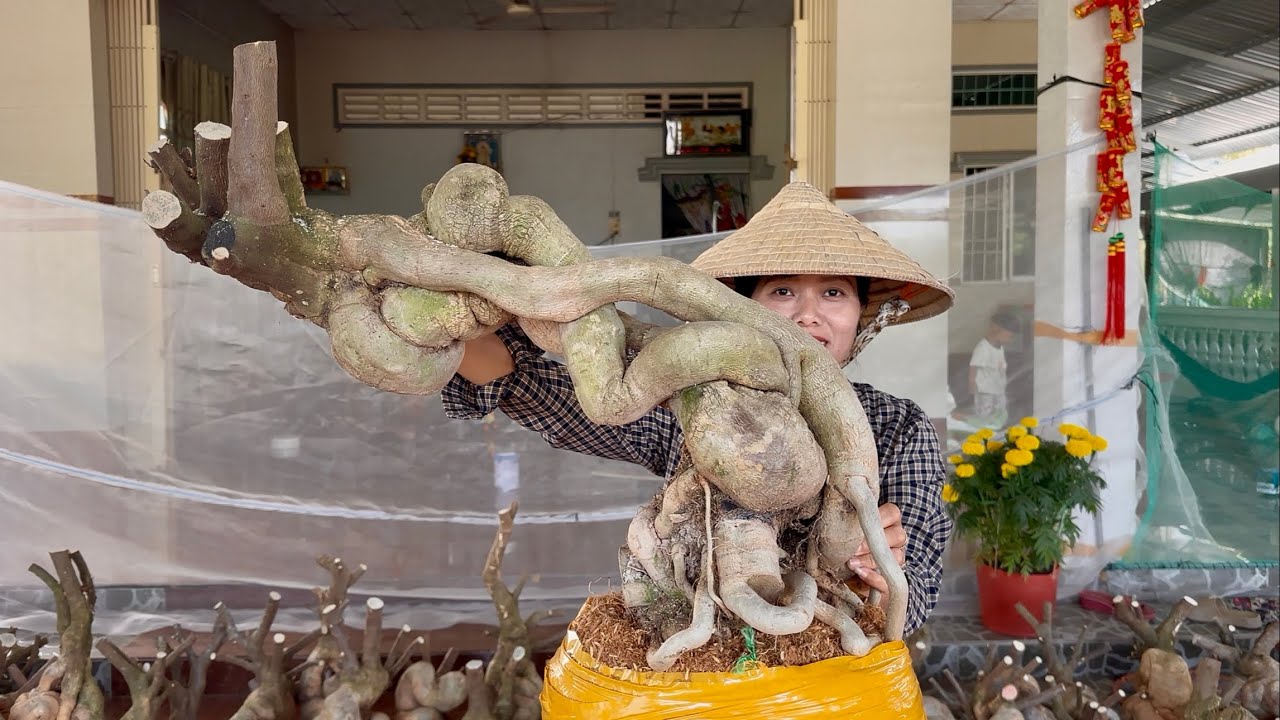Phôi hoa giấy Hương Đoàn giao lưu toàn quốc, cây to dáng đẹp nhiều cở lớn bé ☎0939.421.599