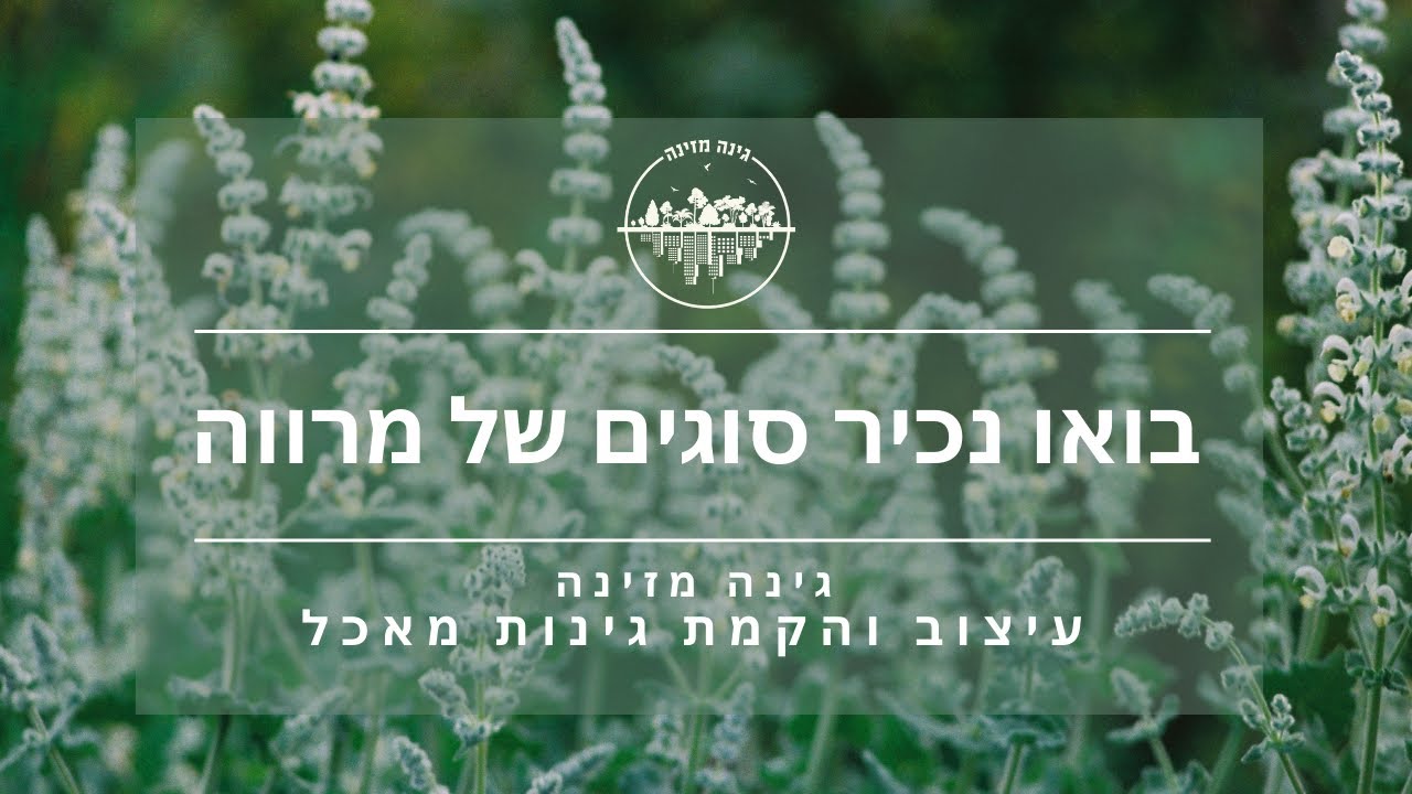 העולם המגוון של המרוות