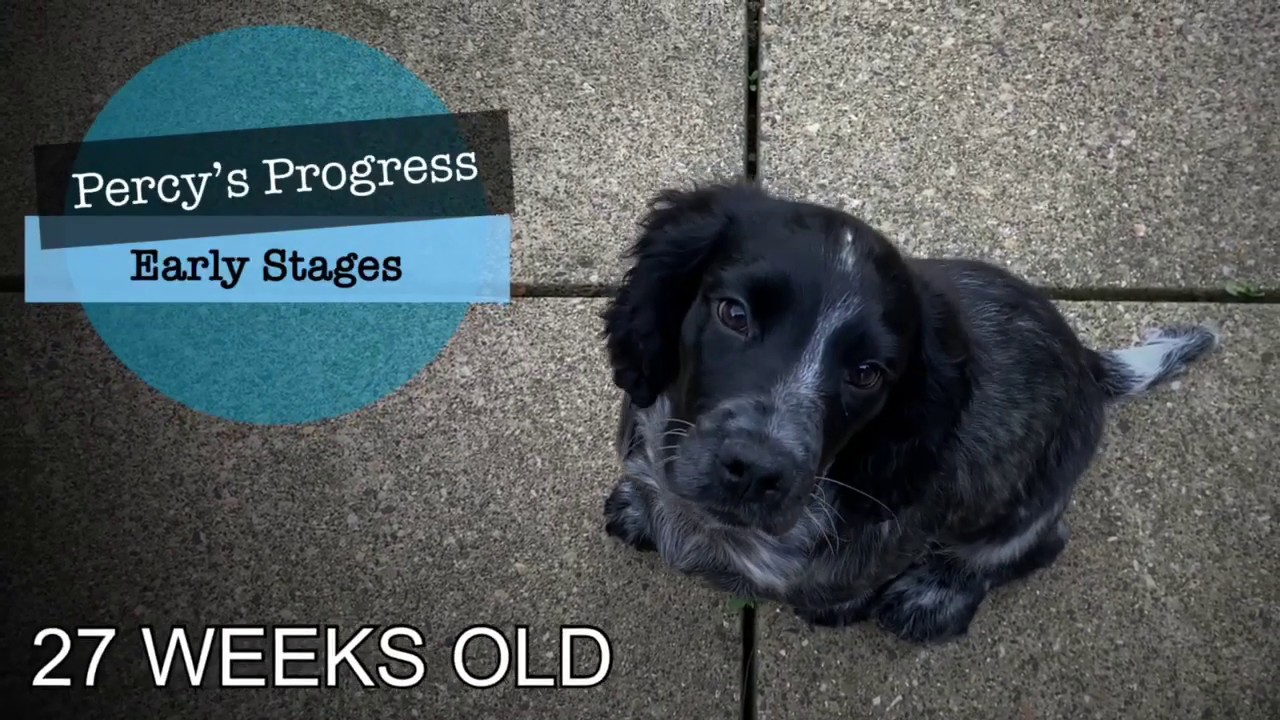 Gundog Training - Percy&rsquo;s Progress