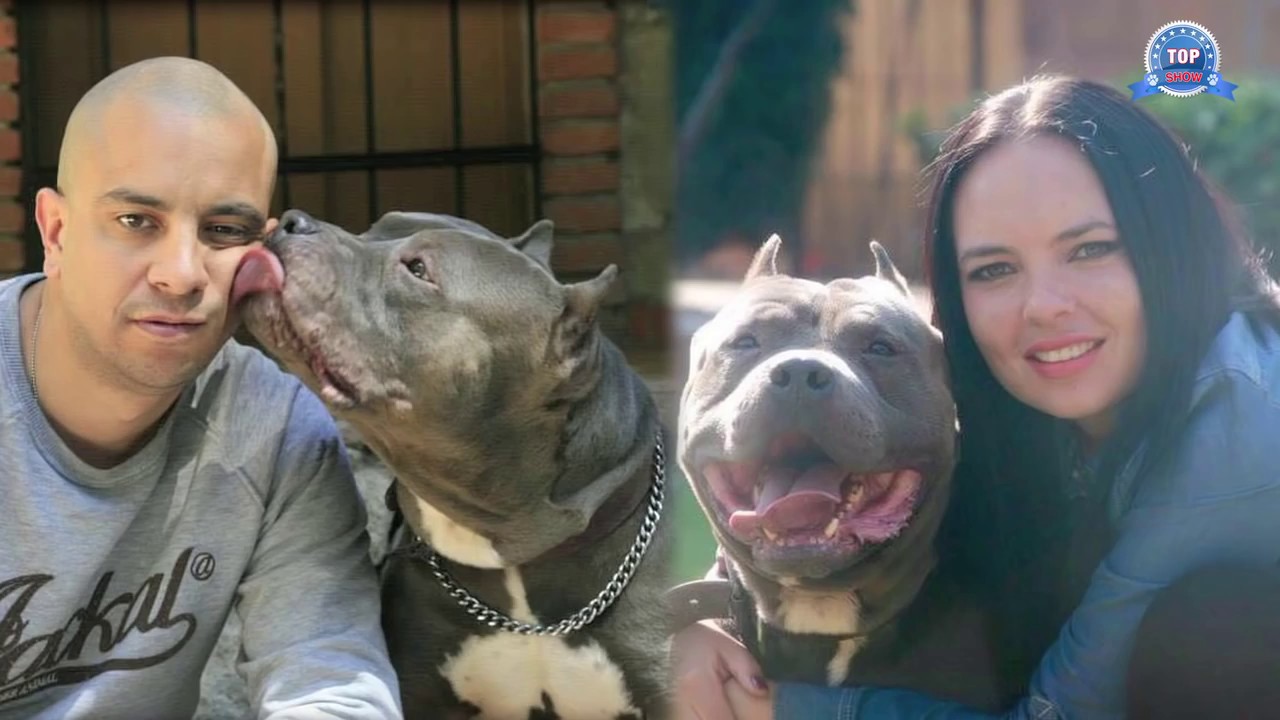 AMERICAN BULLY  