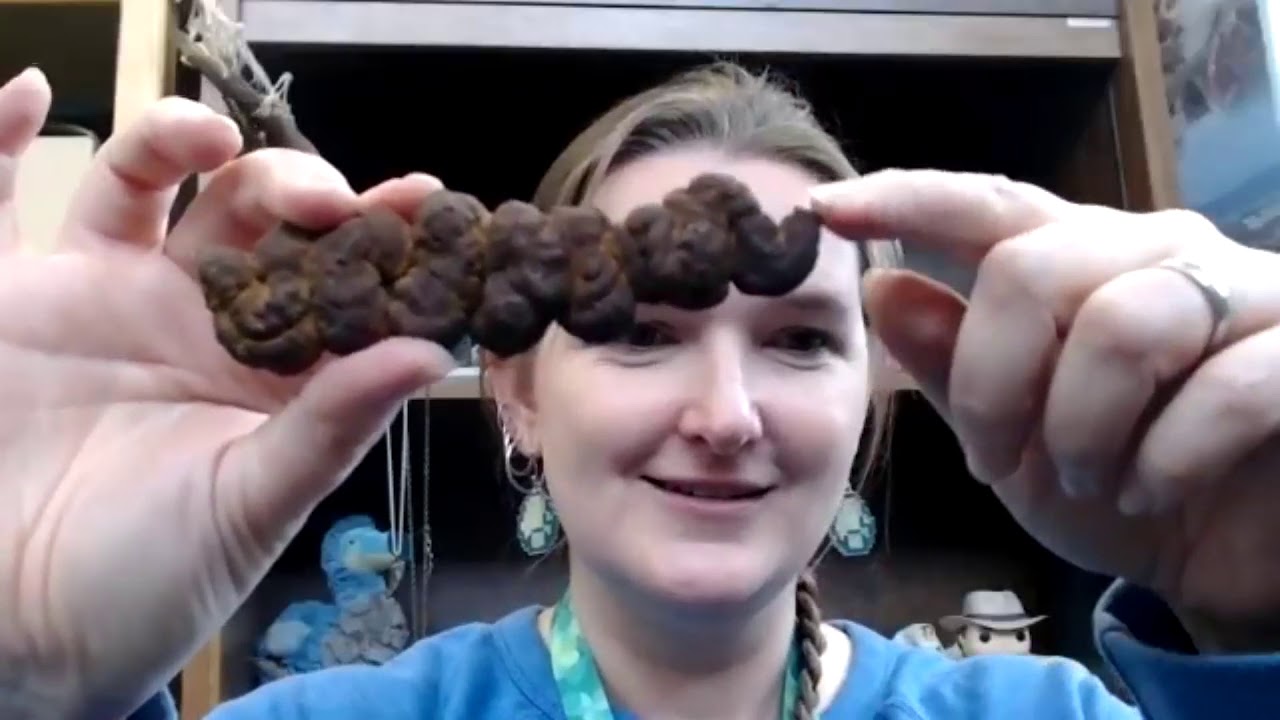 Chatting with NDGS Paleo: coprolites!