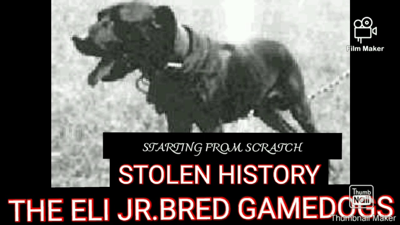 THE BEST OF ELI Jr.# stolen history# gamedogs