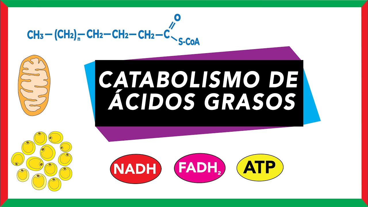 Catabolismo de ácidos grasos [Movilización, activación y beta oxidación] | Bioquímica