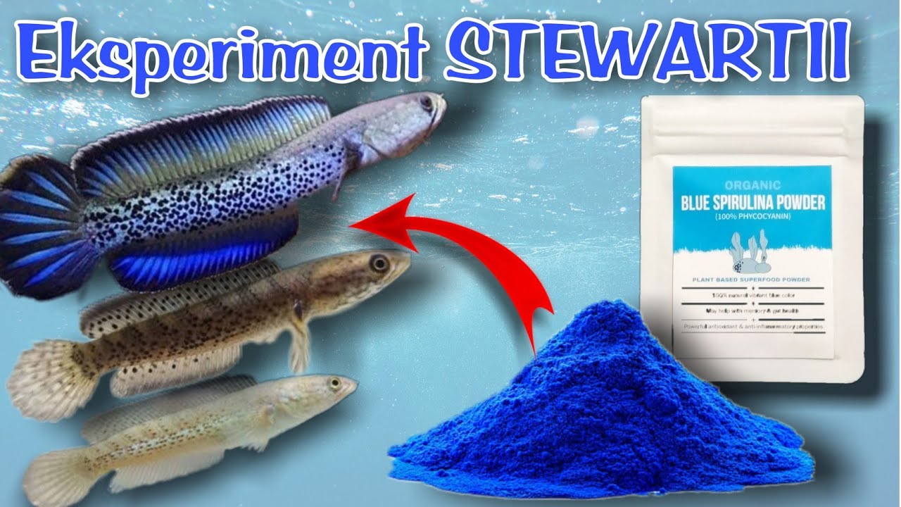 Eksperiment & Mengulik Pigmen Biru Untuk Treatment Ikan Channa