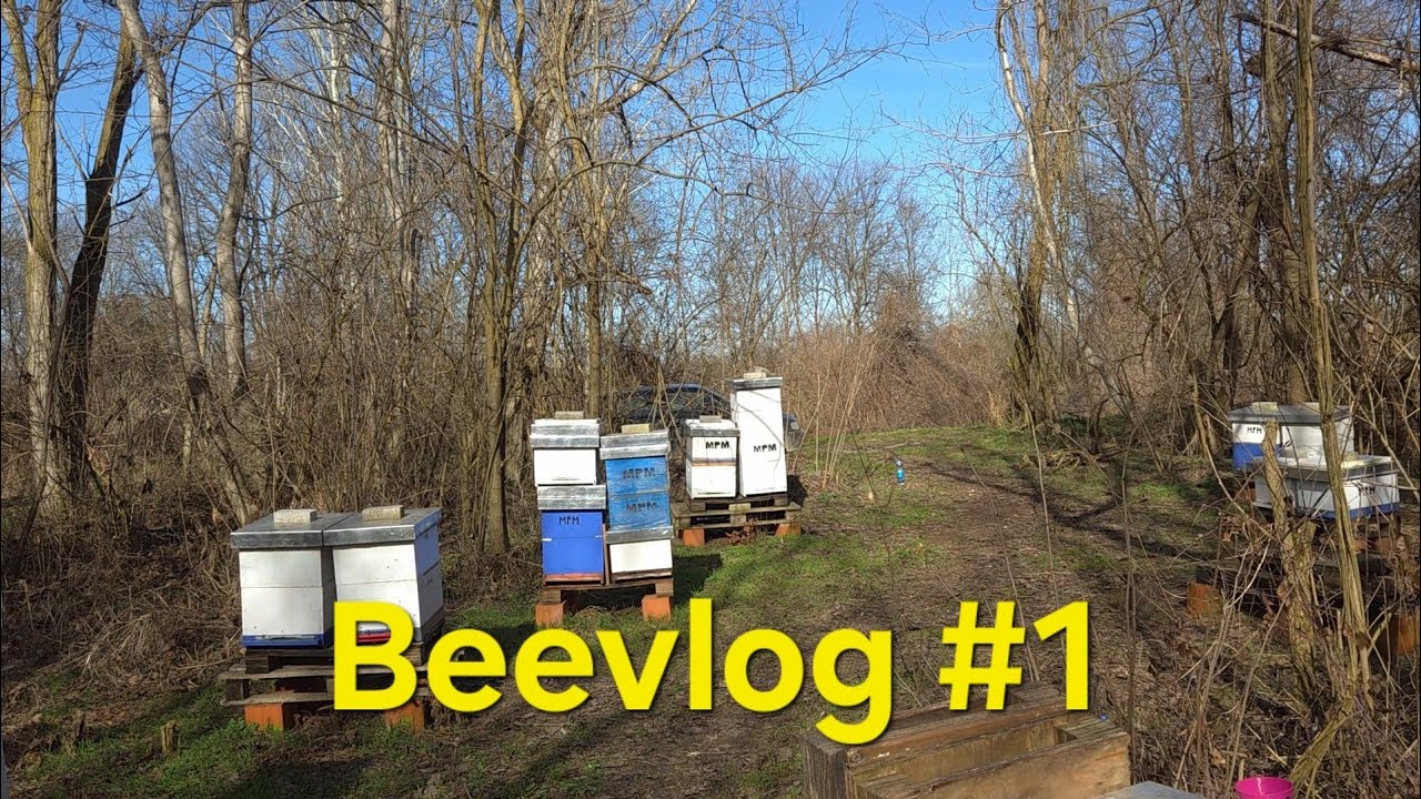 Beevlog #1 - Plans, planning 