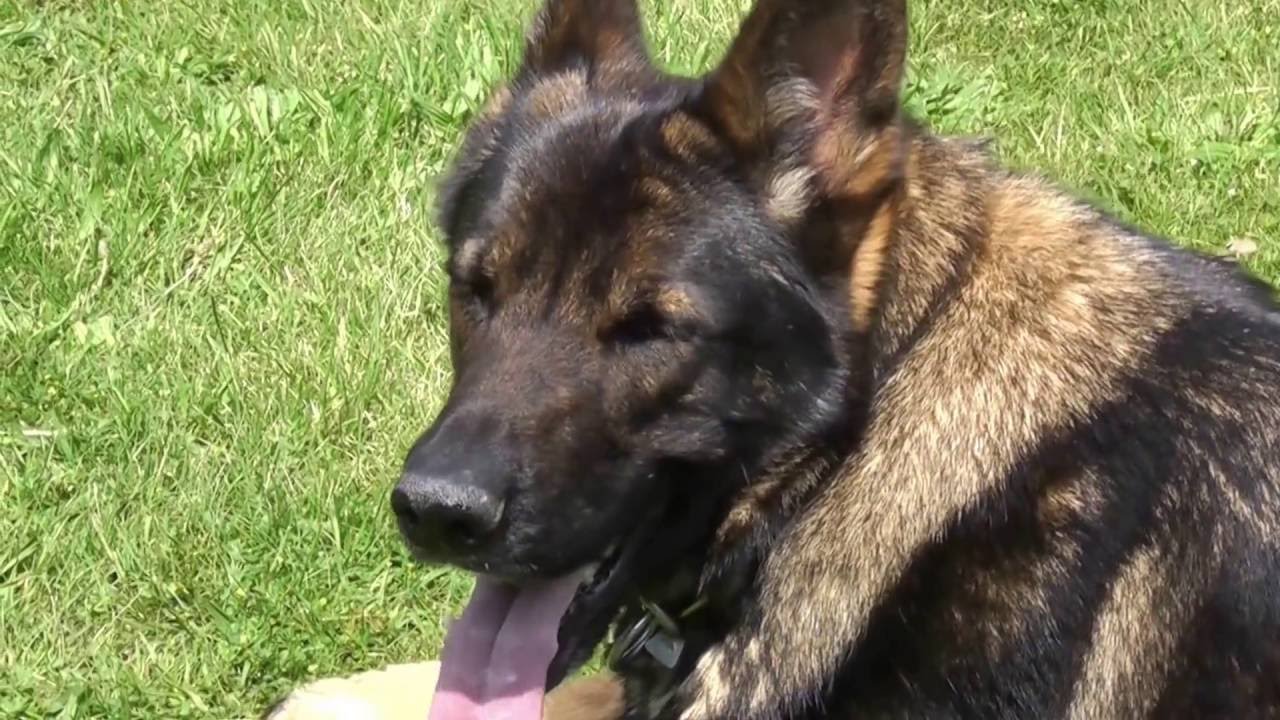 "Mein bester Freund  -  ein Deutscher Schäferhund"