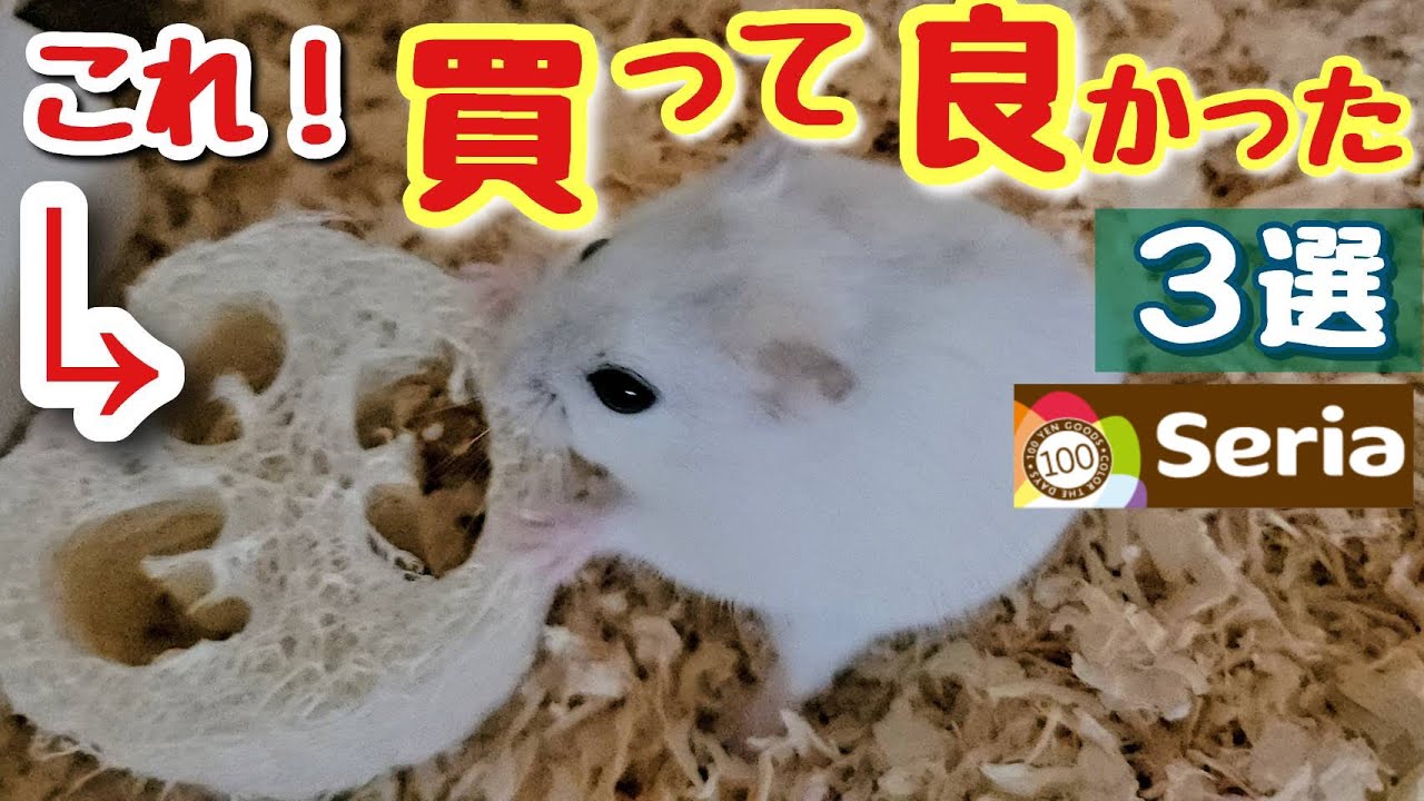 【１００円】ハムスターにオススメの商品３点