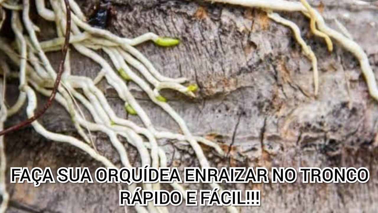 FAÇA SUA ORQUÍDEA ENRAIZAR RÁPIDO NO TRONCO!!! DESCUBRA NESSE VÍDEO COMO...
