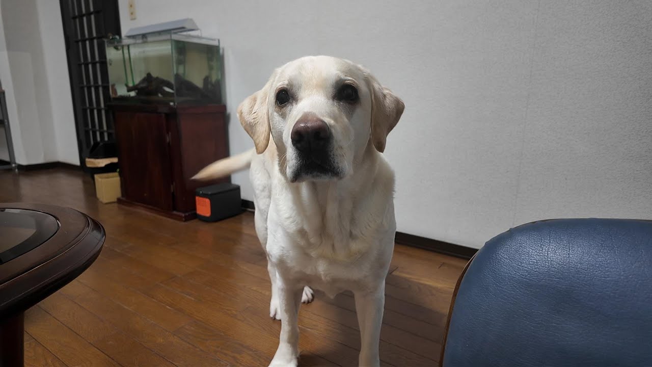 愛犬の動画が朝と夕に多い理由って知っていますか～？