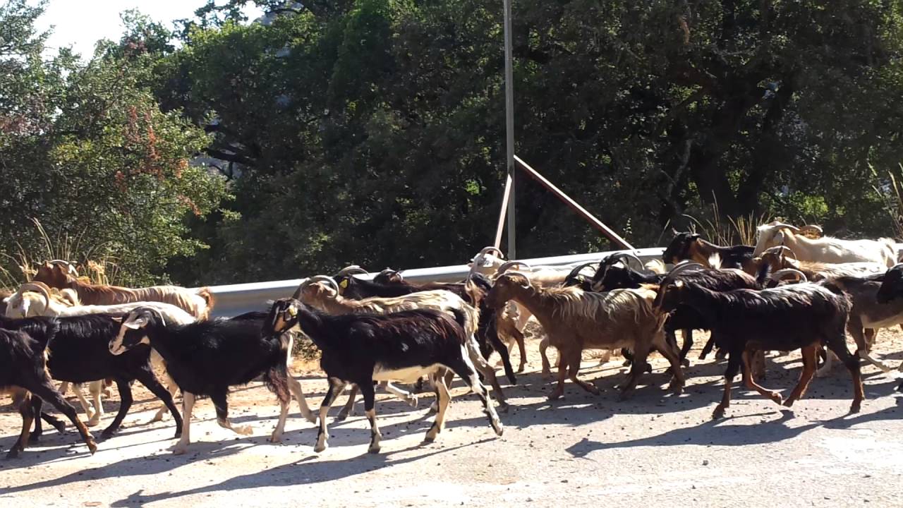 Βγηκαν τα γιδια απ'το μαντρι!Λευκαδα 14/8/2016