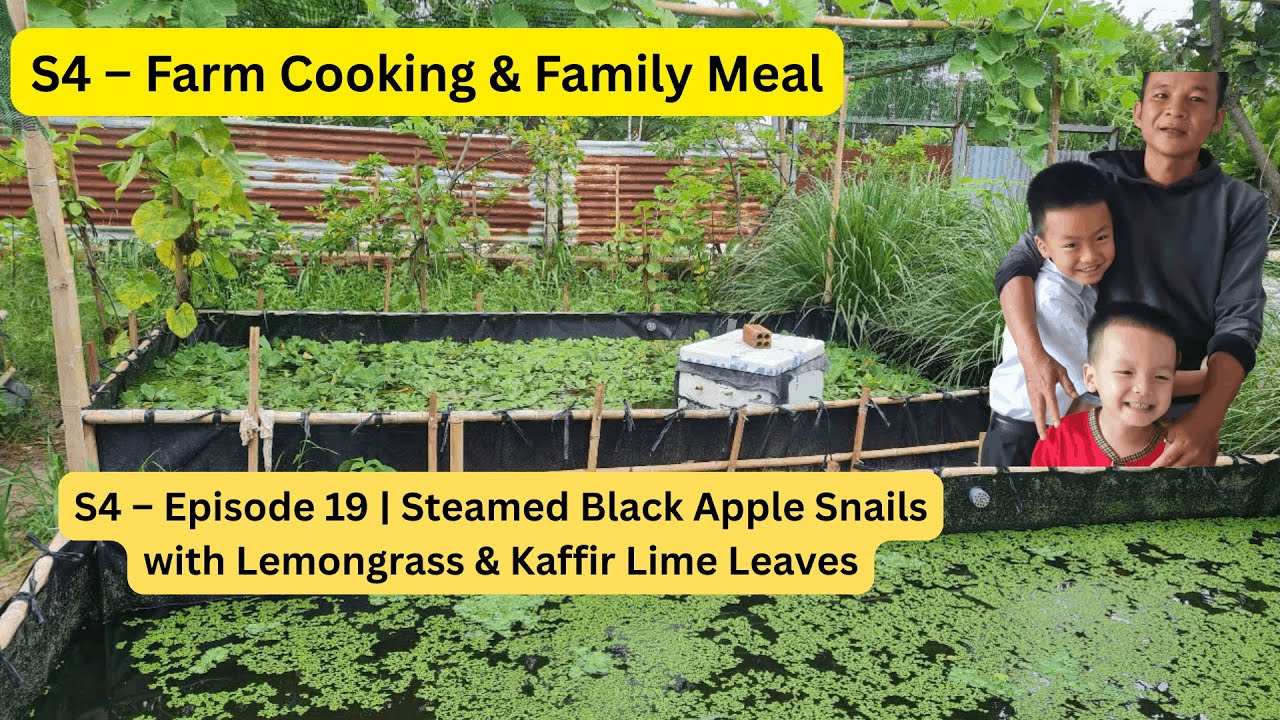 S4 – Episode 19 | Steamed Black Apple Snails with Lemongrass & Kaffir Lime Leaves