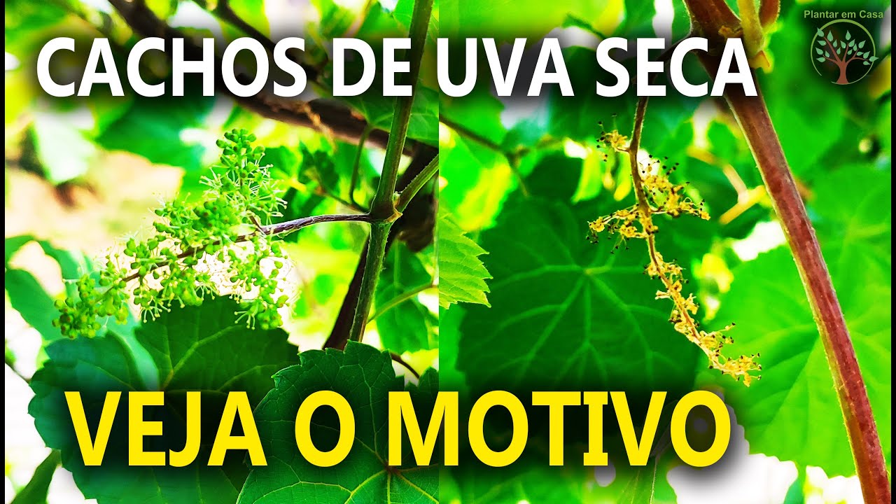 Cachos de Uva Secam Veja o maior Motivo no Plantar em Casa