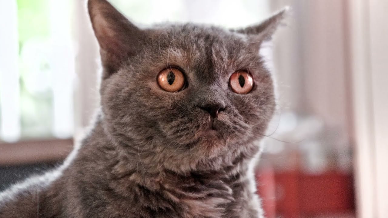Sounds To Make Your Cat Go Crazy: Annoying Sounds For Cats