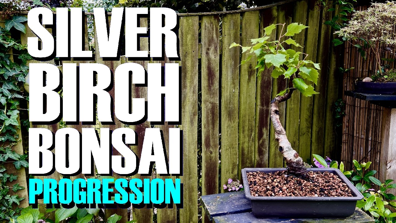 FOUR Silver Birch Bonsai Progressions