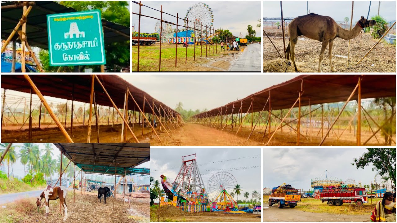 அந்தியூர் தேர் திருவிழா புதிப்பிப்பு பணி 1/08/2025 andhiyur horse and cow festival update