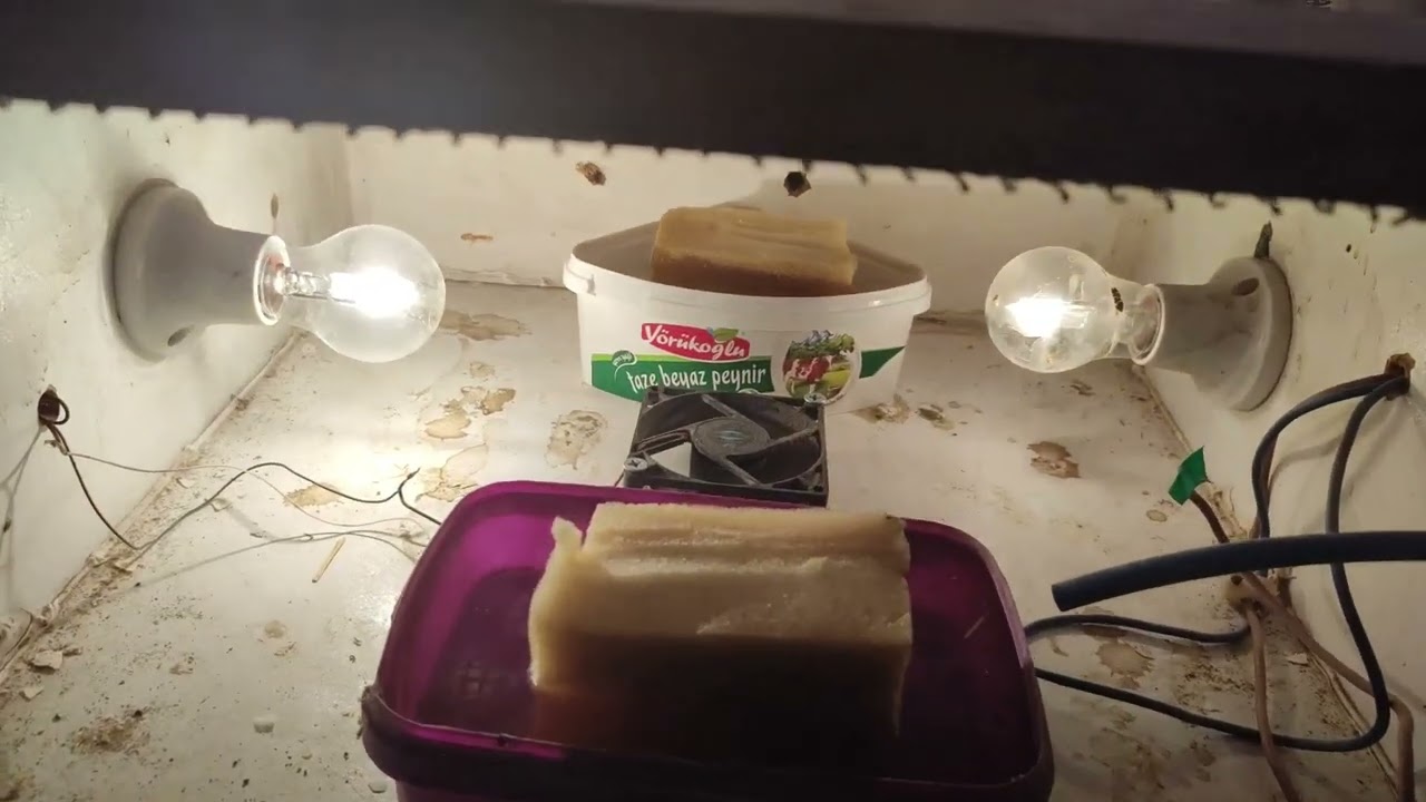 Keklik yumurtalarının 21.gününde neler yapmalıyız (Kuluçka makinesinde)