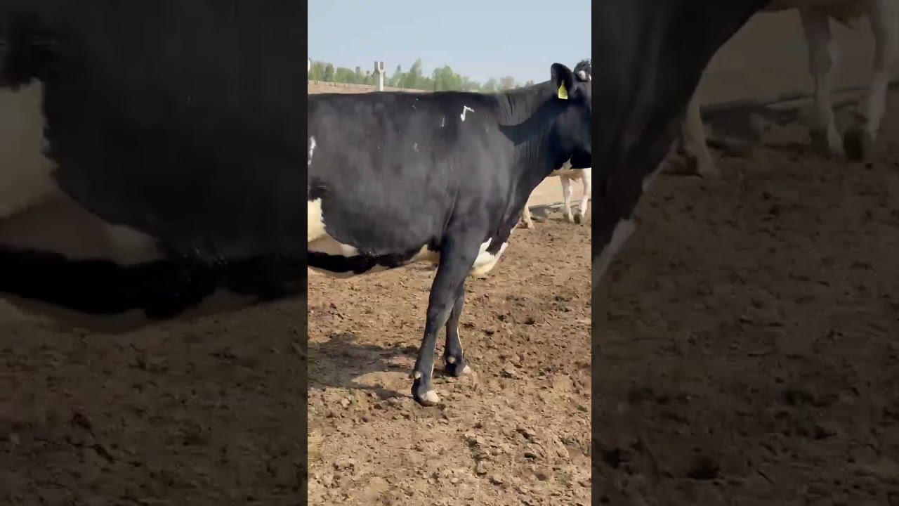 #For sale#hiefer#pregnat#cattleworld