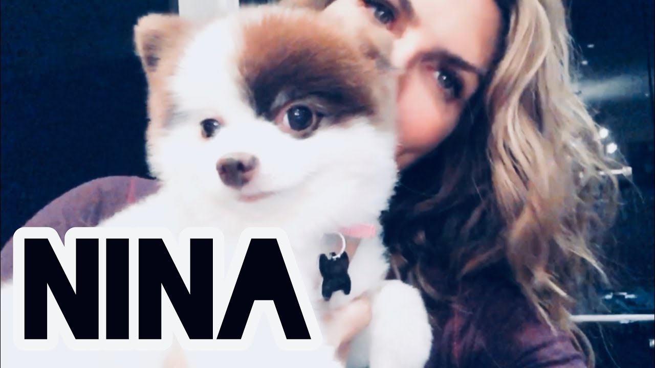 🐾 Conoce la historia de Nina 🐾