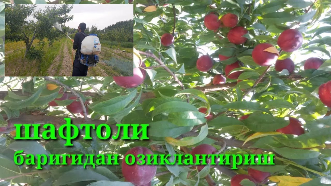 ШАФТОЛИ БАРИГИДАН ОЗИКЛАНТИРИШ ВА МАСЛАХАТЛАР.