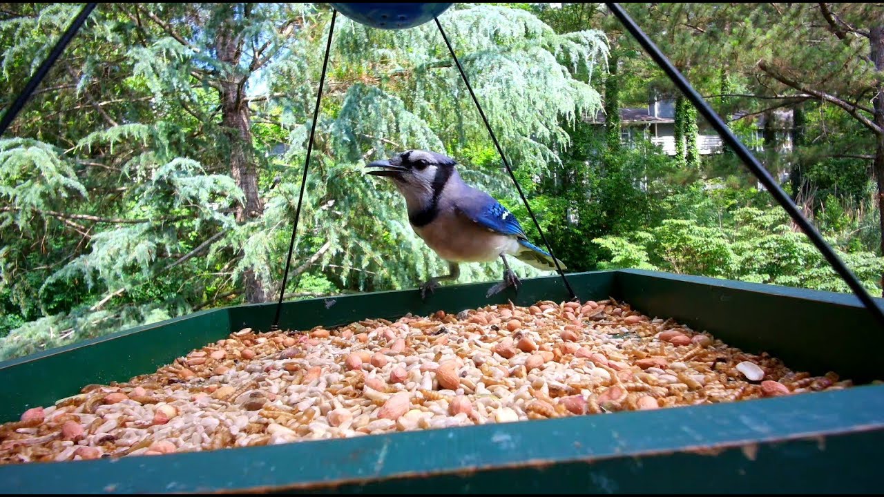 First Look at the 4K hiBirdie Smart Bird Camera – Amazing Close-Up Footage!