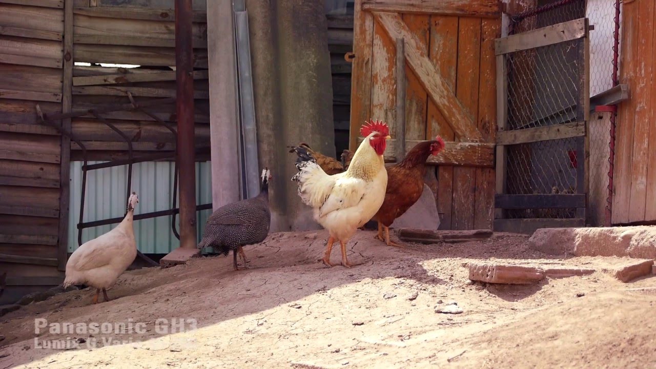 Panasonic GH3 Lumix G 14-42, 45-200, 20mm 1.7 Test video