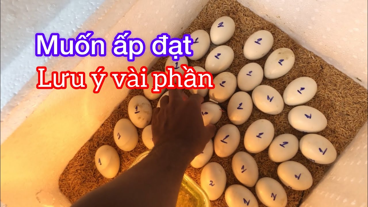 Để ấp trứng được đạt thì cần vài điều yếu tố  không có máy ấp nào nở 100% đâu