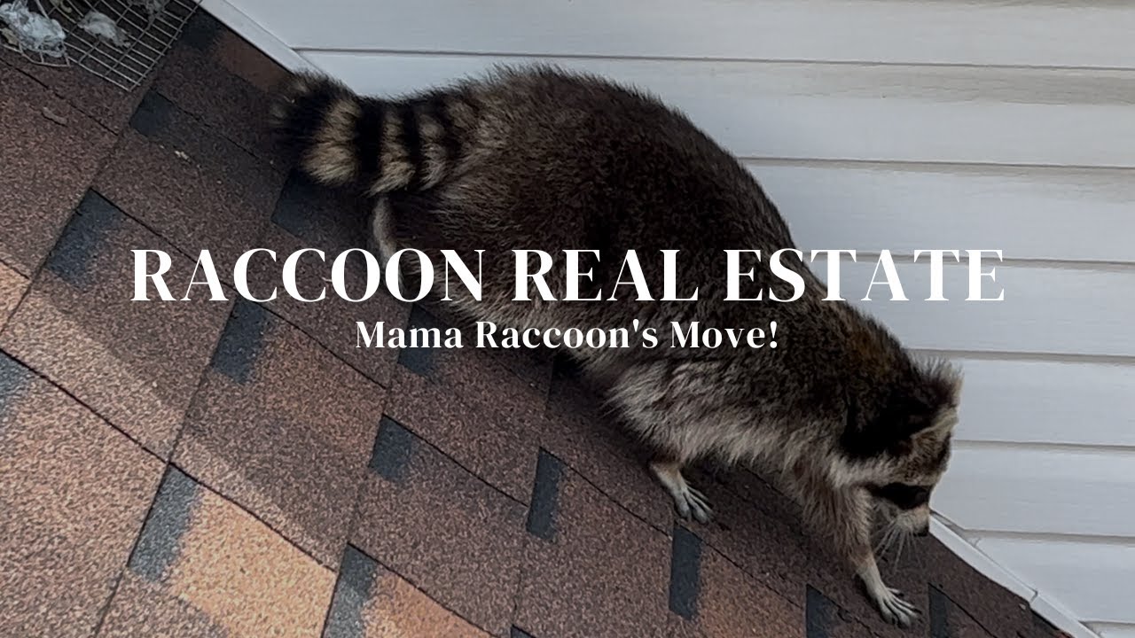 Raccoon Real Estate: Mama Raccoon's Heartwarming Move! | How We Remove Raccoons From An Attic