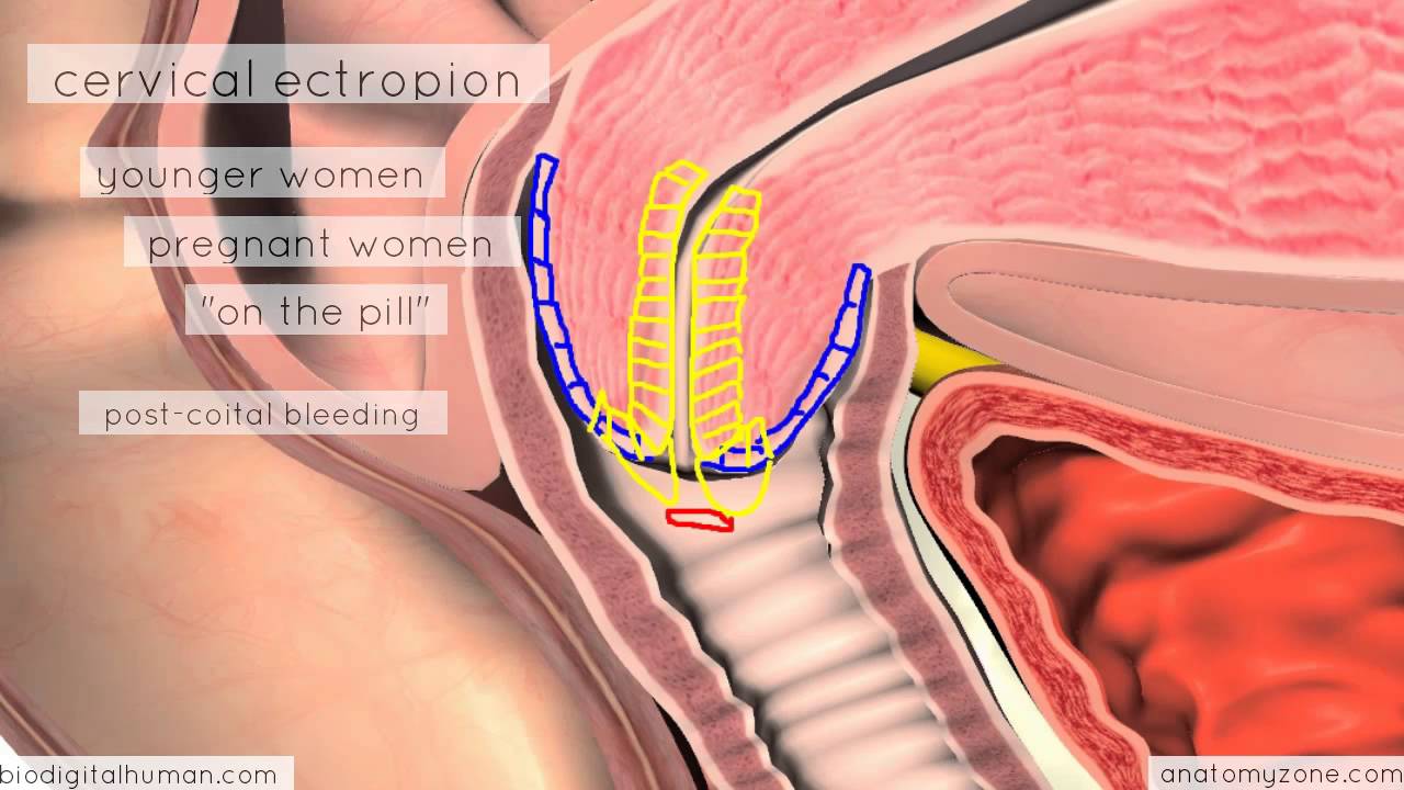 Clinical Reproductive Anatomy - Cervix - 3D Anatomy Tutorial