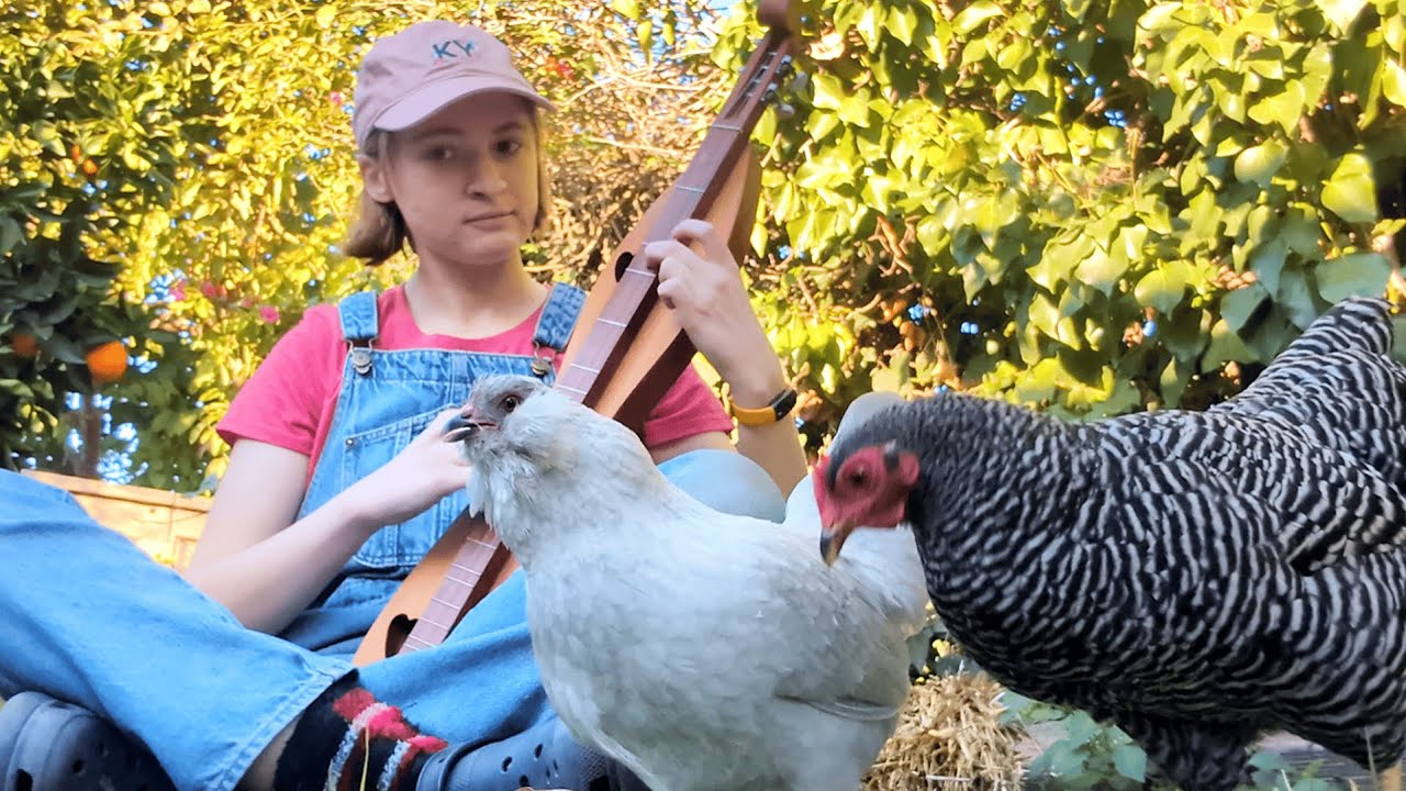 Dinner music for chickens gone wrong