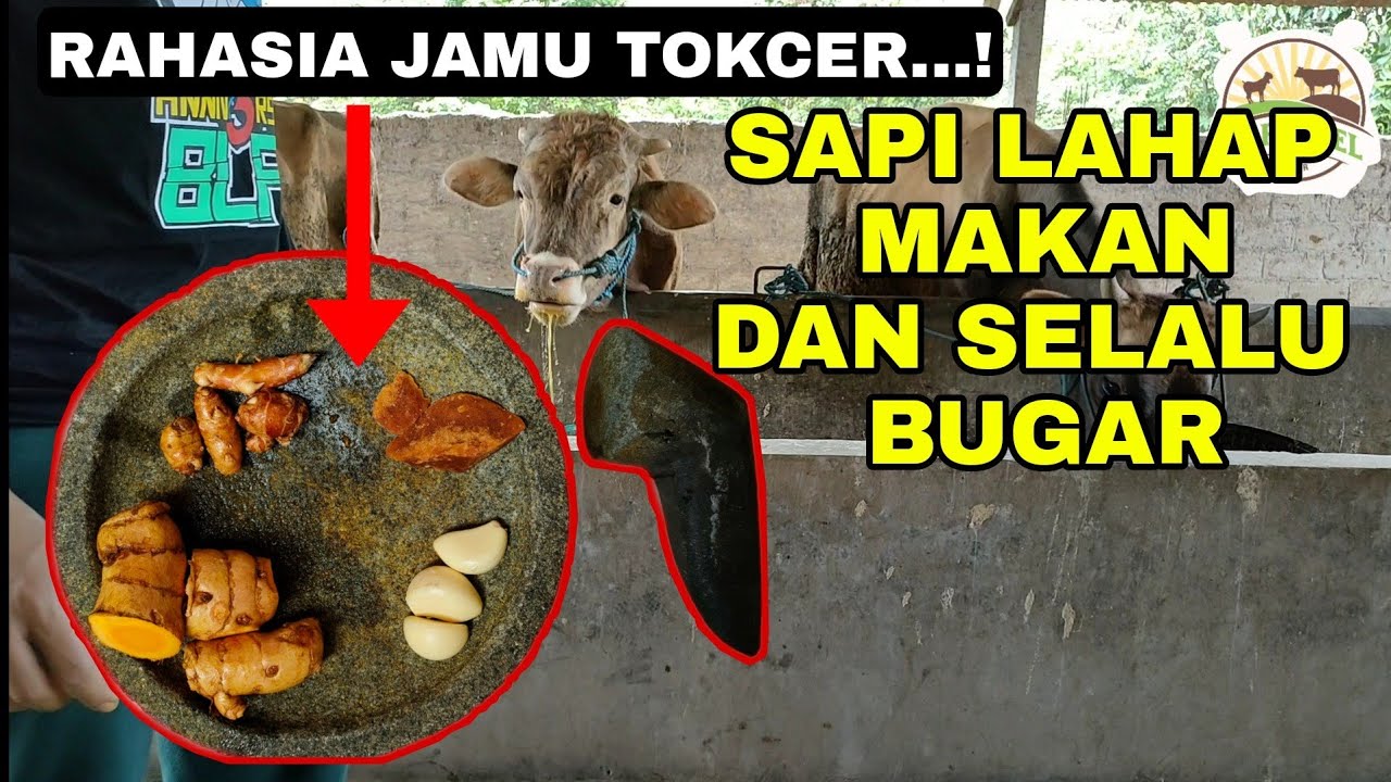 JAMU SAPI AGAR RAKUS MAKAN SEGALA MAKANAN DIJAMIN LUDES