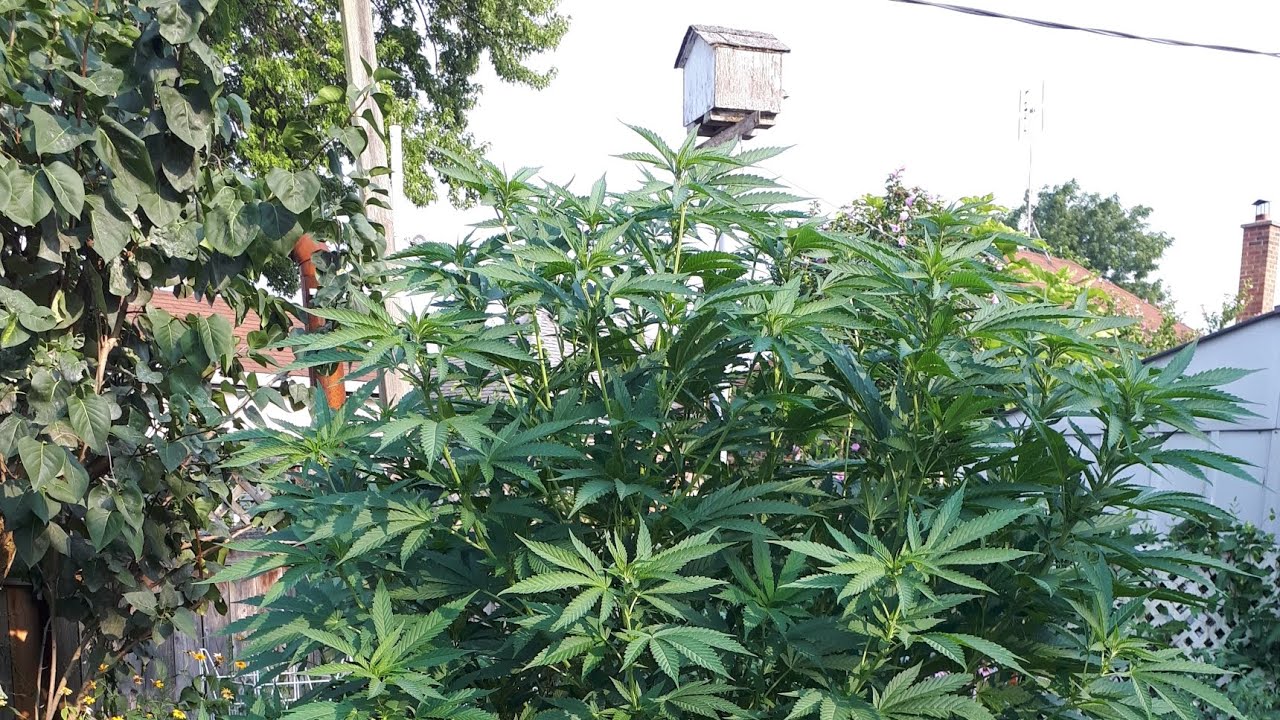 OUTDOOR GROW - 2025 UPDATE ! 