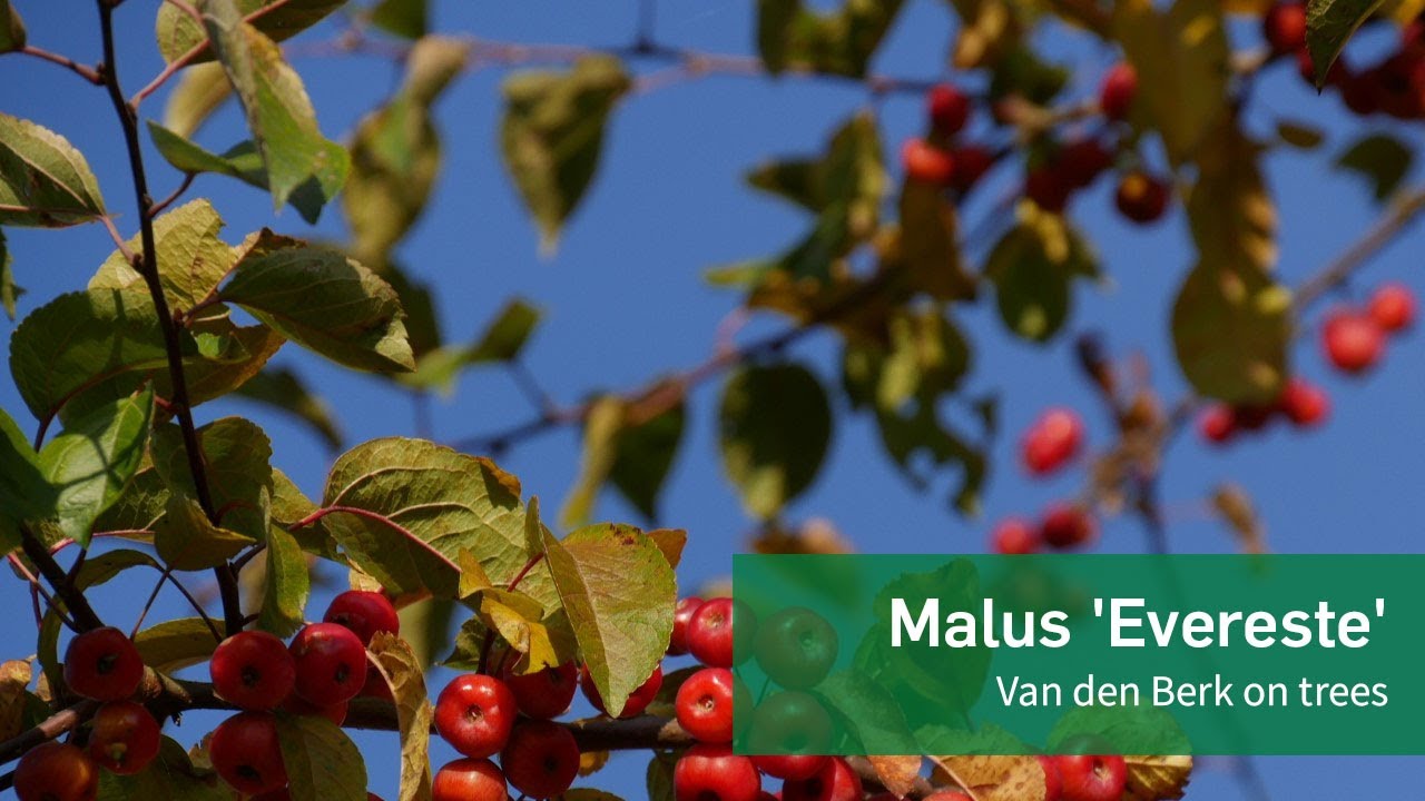 Malus 'Evereste' - Van den Berk on Trees