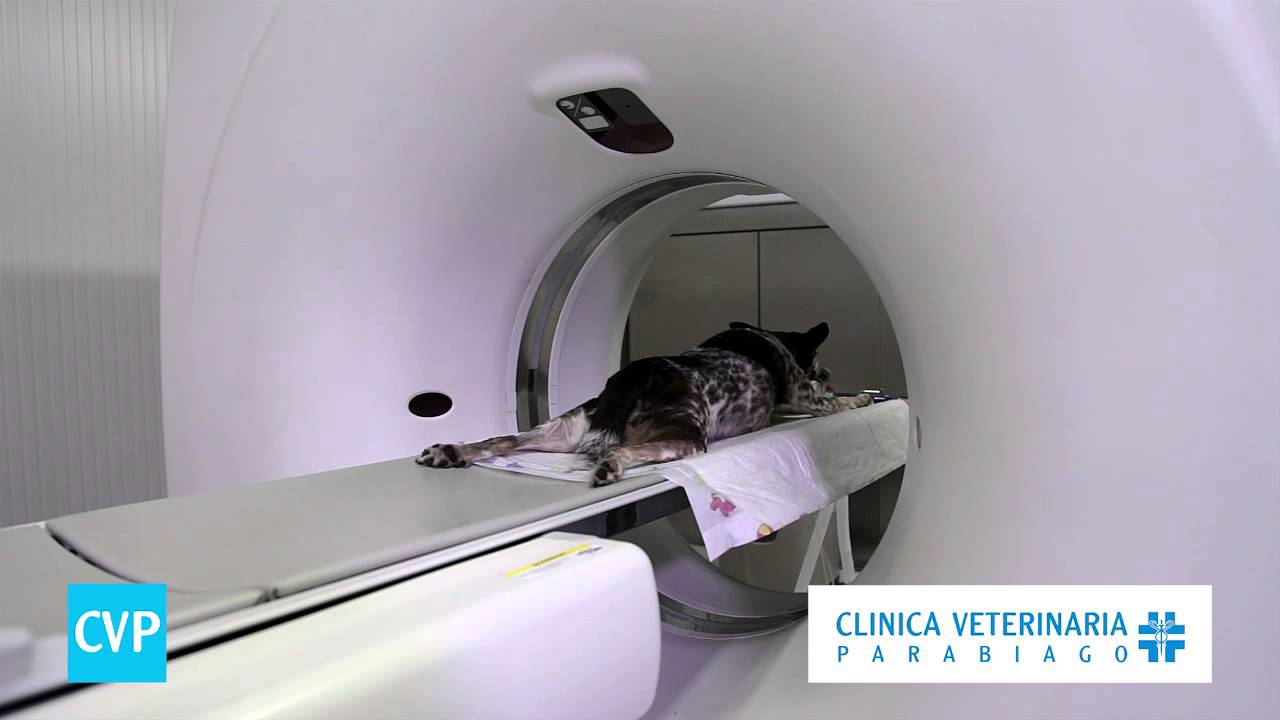 TAC  - Clinica Veterinaria Parabiago Milano